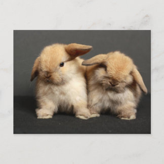 Two Cute Holland Lops Postcard