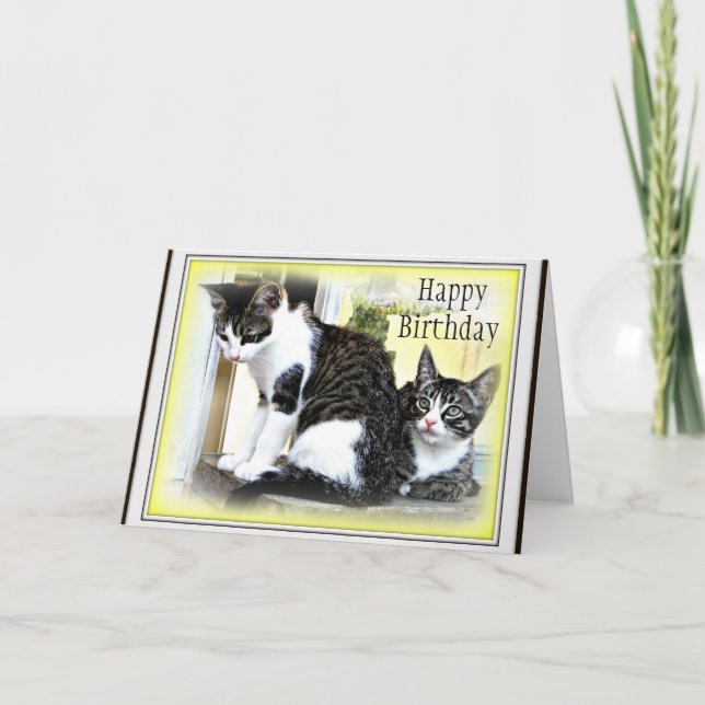Two cute kittens  Birthday card (Front)