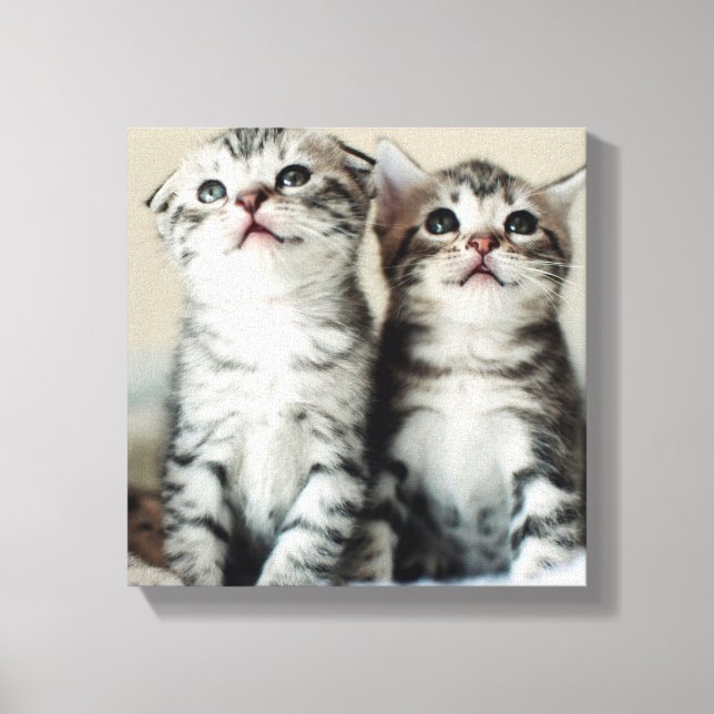 Two Cute Kittens Canvas Print (Front)
