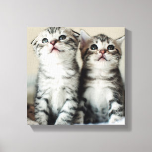 Two Cute Kittens Canvas Print