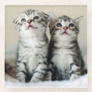Two Cute Kittens Glass Coaster