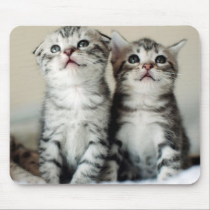 Two Cute Kittens Mouse Mat