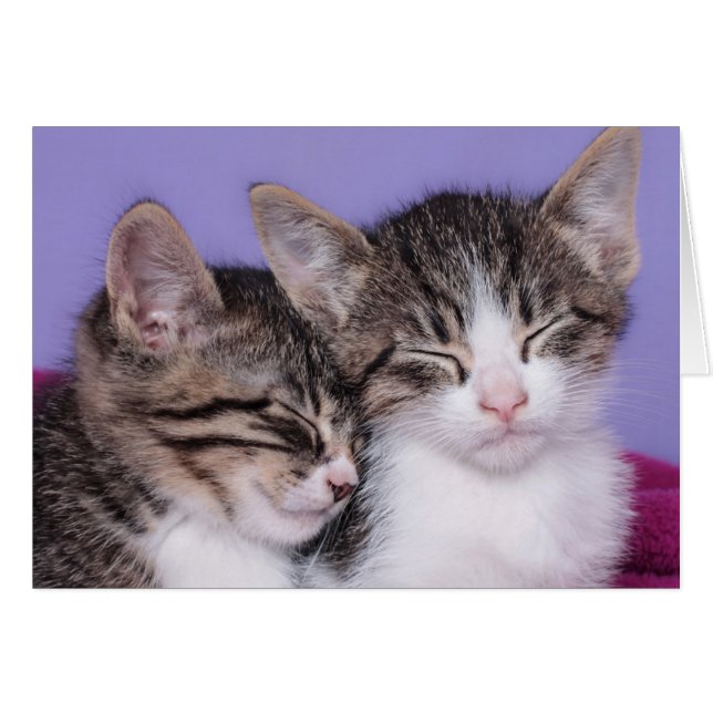 Two Cute Kittens Napping (Front Horizontal)