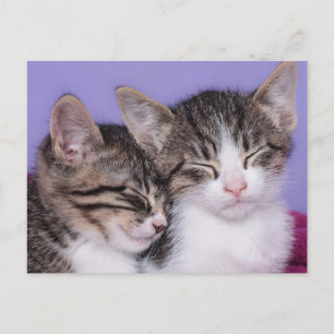 Two Cute Kittens Napping Postcard