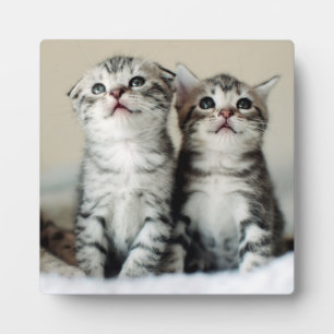 Two Cute Kittens Plaque