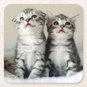 Two Cute Kittens Square Paper Coaster