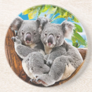 Two Cute Koala Bears Coaster