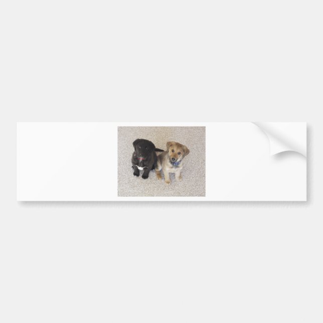 Two Cute Labrador Puppies Bumper Sticker (Front)