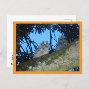 Two Cute Long-eared Owls in Tree DIY Postcard