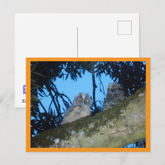 Two Cute Long-eared Owls in Tree DIY Postcard (Front/Back)