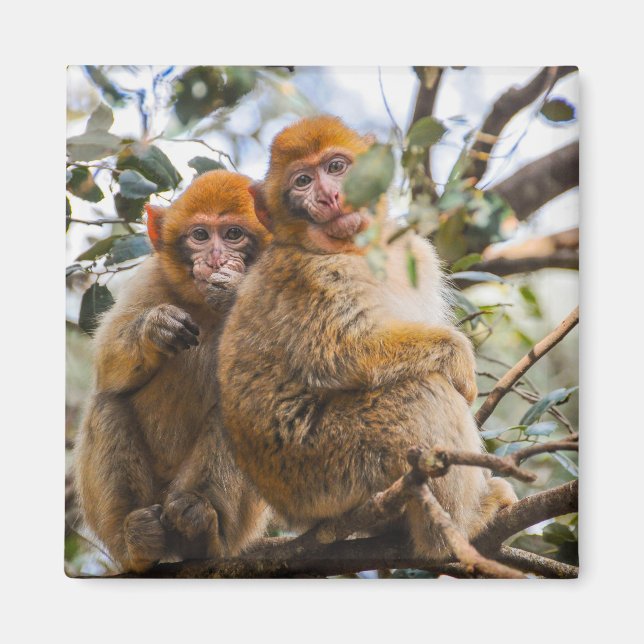 Two Cute Monkeys Magnet (Front)