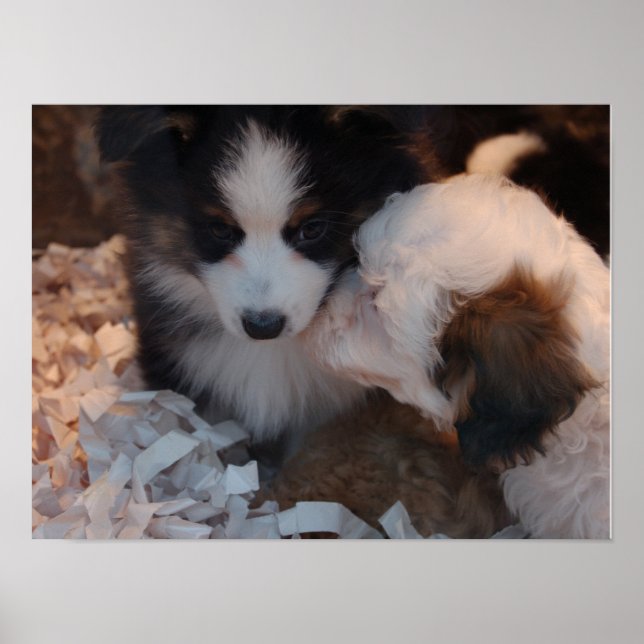 Two cute nuzzling puppies poster print (Front)