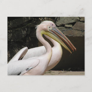 Two Cute Pelicans DIY Postcard