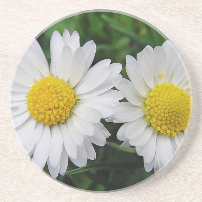 Two cute, white daisies drink coaster (Front)