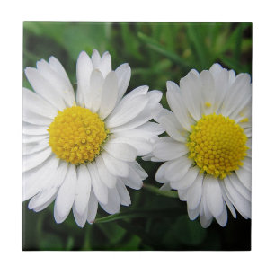Two cute, white daisies tile