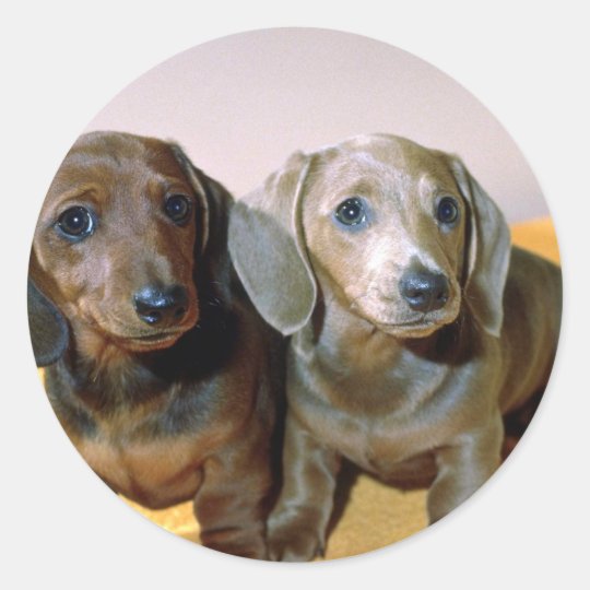 Two Dachshund pups Classic Round Sticker