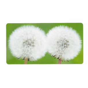 Two dandelions