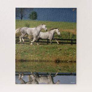 Two Dapple Grey Percheron Horses Running Jigsaw Puzzle