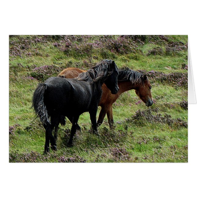 Two Dartmoor Ponies Roaming In The Heather (Front Horizontal)
