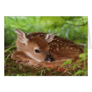 Two day old White-tailed Deer baby, Kentucky.