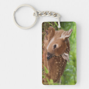 Two day old White-tailed Deer baby, Kentucky. Key Ring