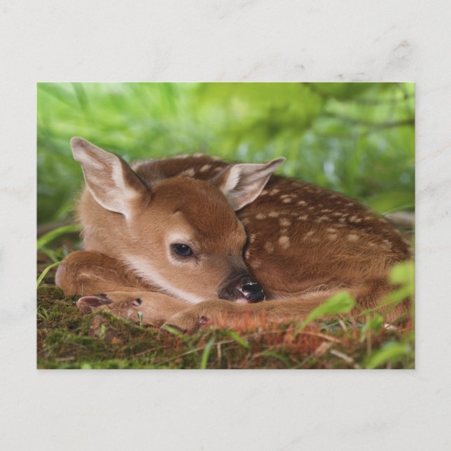 Two day old White-tailed Deer baby, Kentucky. Postcard (Front)