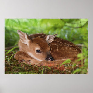 Two day old White-tailed Deer baby, Kentucky. Poster