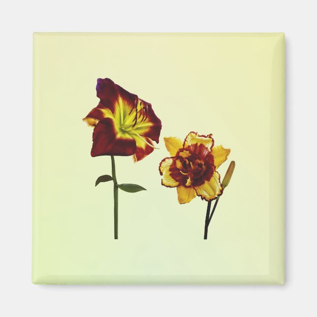 Two Daylilies having a Chat Magnet (Front)