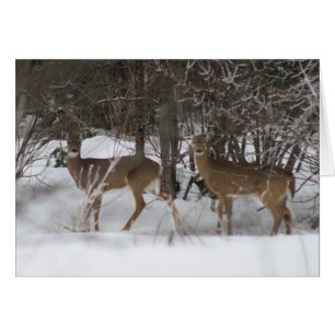 Two deer on a winter walk