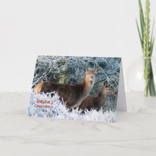 Two Deer Snow Christmas Greeting Holiday Cards