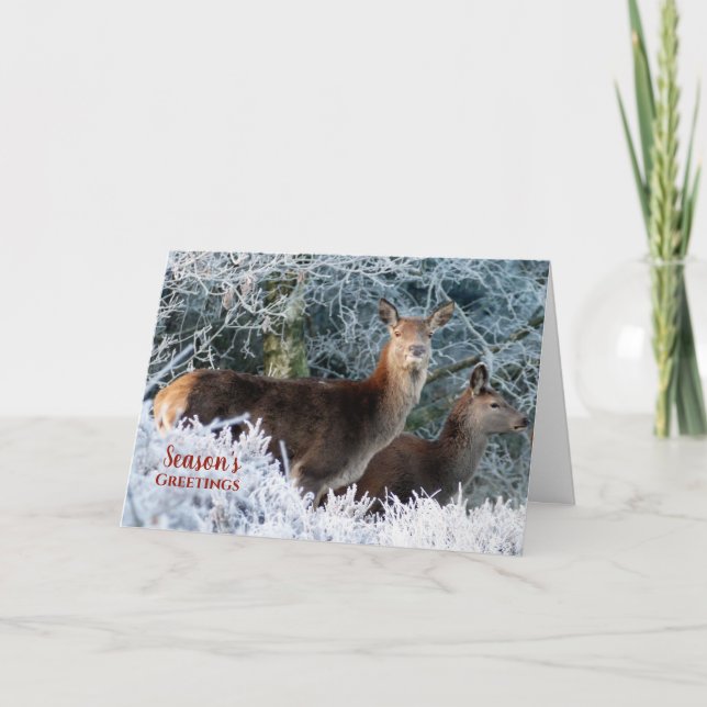 Two Deer Snow Christmas Greeting Holiday Cards (Front)