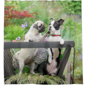 Two dogs a pug puppy and Boston Terrier in a cart Shower Curtain
