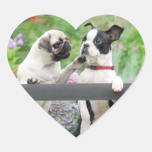Two dogs a pug puppy and Boston Terrier together - Heart Sticker (Front)