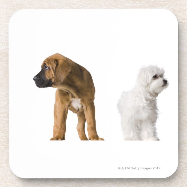 Two Dogs Coaster (Front)