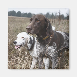 Two Dogs in Field, Houston, Texas, USA Magnet