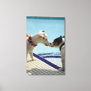 Two Dogs kissing at the poolside Canvas Print