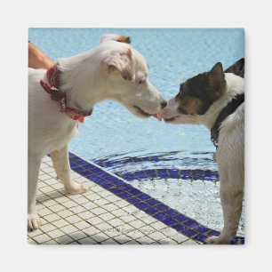 Two Dogs kissing at the poolside Magnet