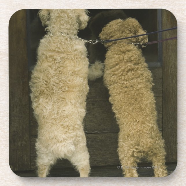 Two dogs looking in door window, rear view coaster (Front)