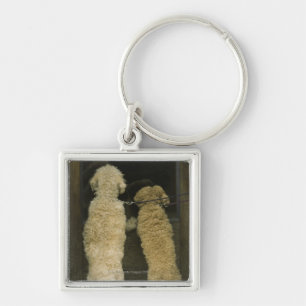 Two dogs looking in door window, rear view key ring