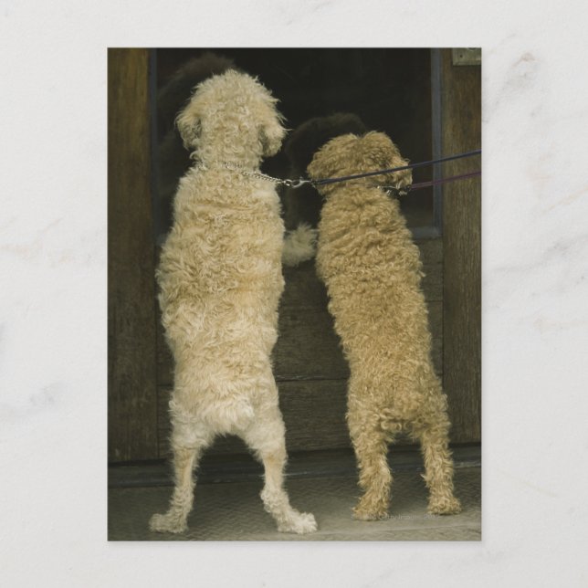 Two dogs looking in door window, rear view postcard (Front)
