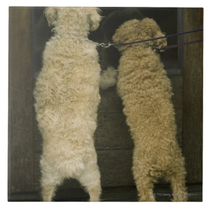 Two dogs looking in door window, rear view tile