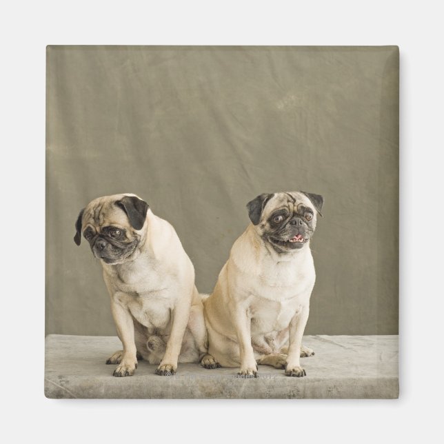Two dogs posing on a table magnet (Front)