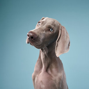two dogs sit by the fire in the forest. magnet