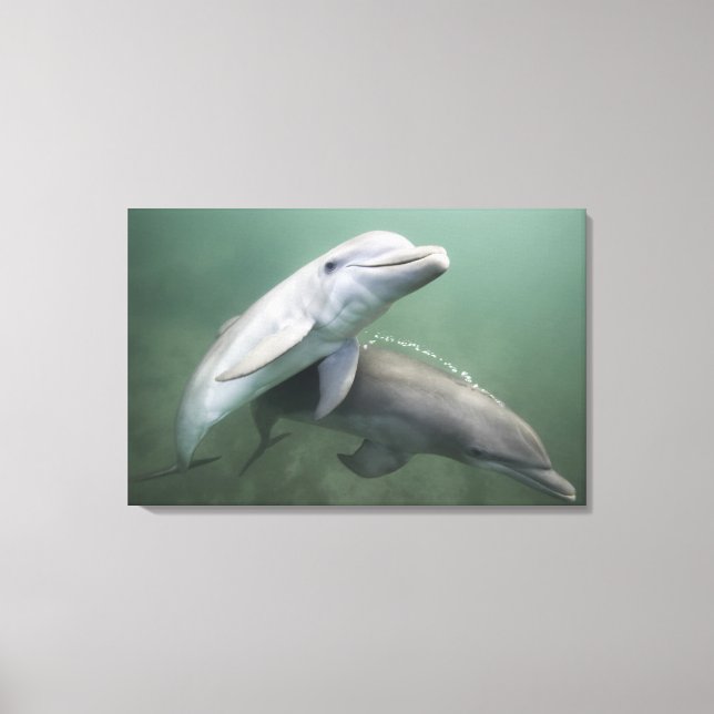 Two Dolphins underwater Canvas Print (Front)