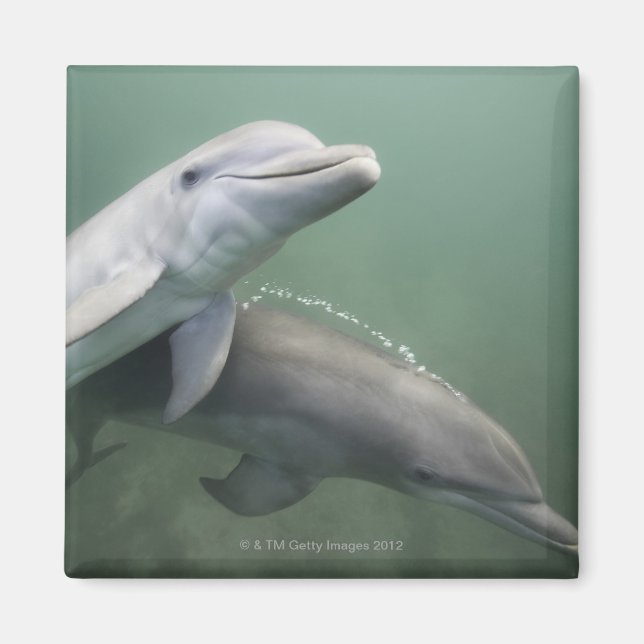 Two Dolphins underwater Magnet (Front)