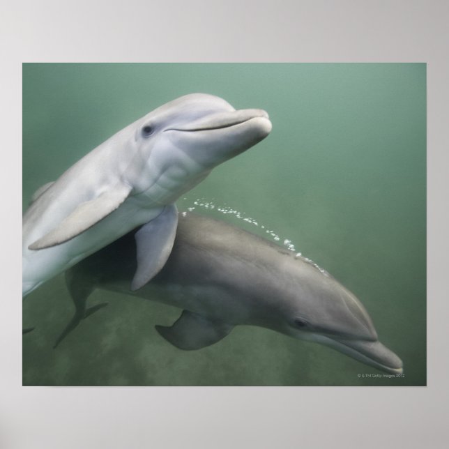 Two Dolphins underwater Poster (Front)