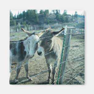 Two Donkeys Magnet