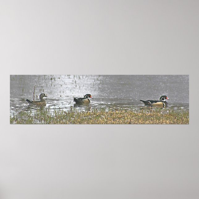 Two Drake and a Hen Wood Duck Poster (Front)