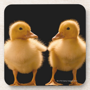 Two ducklings looking at one another coaster