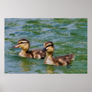 two ducklings print
